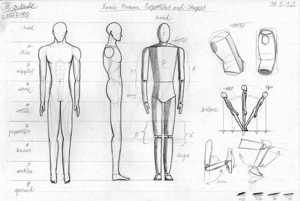 Basic Human Proportions and Shapes by MysteryEzekude on DeviantArt