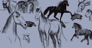 Horse Study