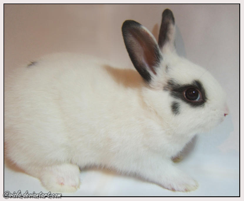 cute rabbit by vizla on DeviantArt