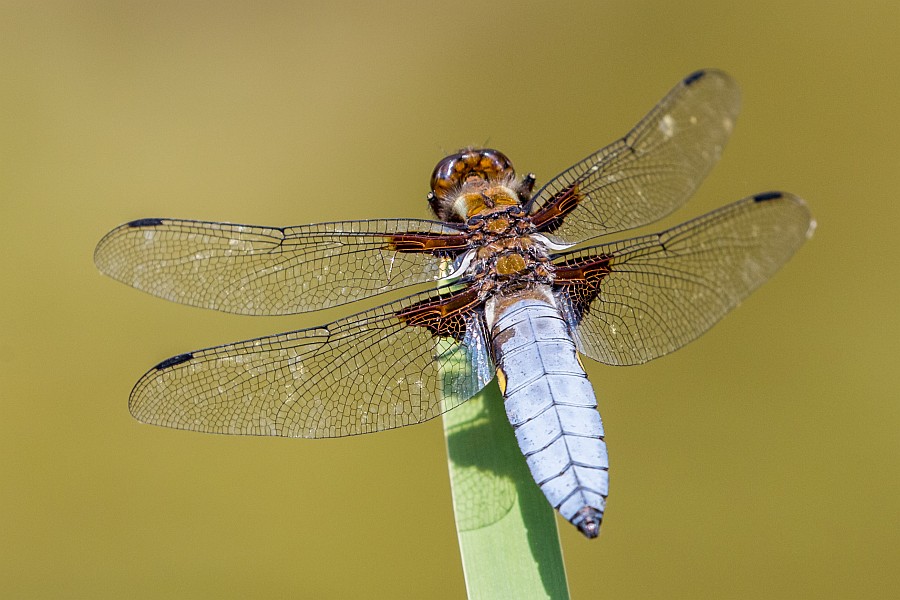 broad-bodied chaser