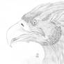 Gryphon Sketch 2