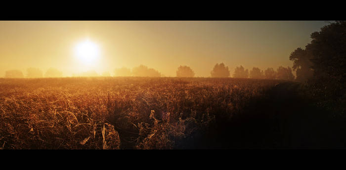 Morning Fog