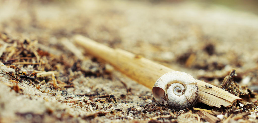 Shell Chromatic Shell by ChromaticBokeh on DeviantArt