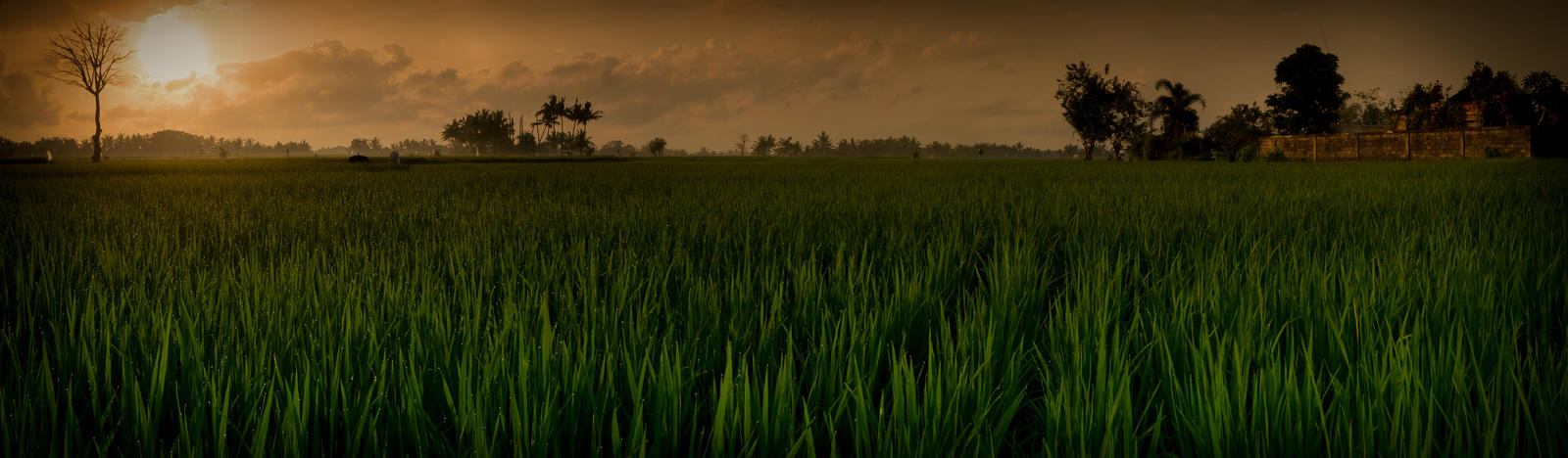 Rice Paddy