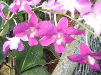 a pink orchid