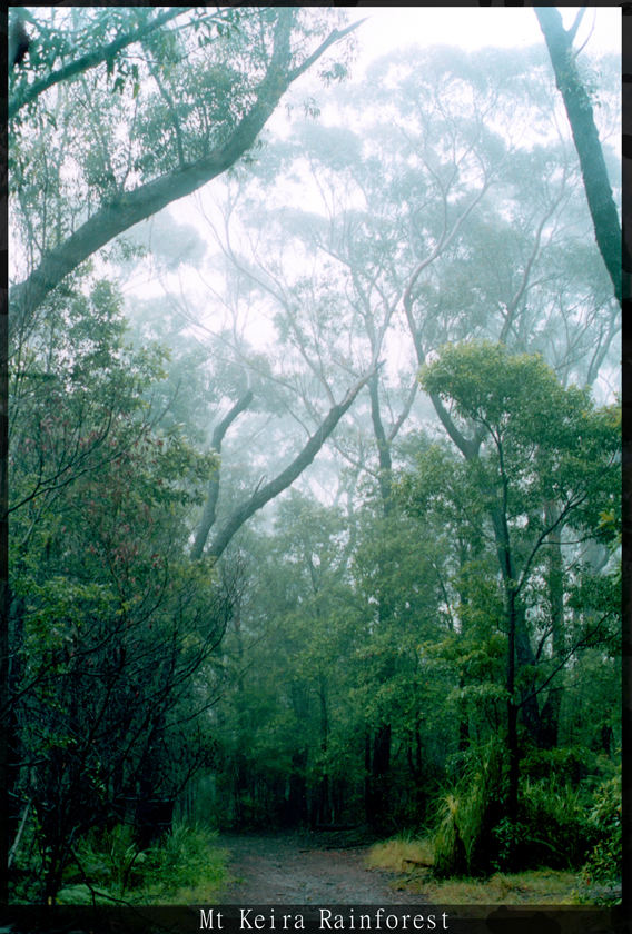 Mt Keira Rainforest 1