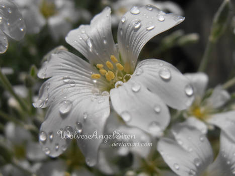 white flower with raindrops