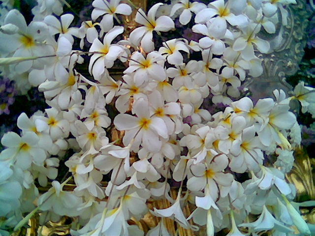 calachuchi by keanevincent on DeviantArt