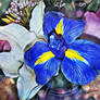 Iris In Blue
