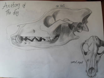 Anatomy Of A Dog - Skull