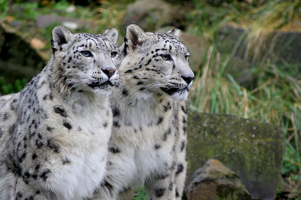 Snow Leopard Couple