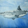 great white shark