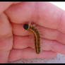 .Caterpillar.3.