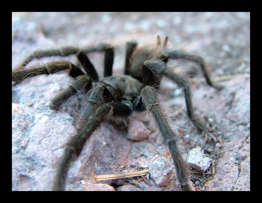 Tarantula