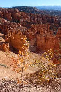 More Little Aspen in Bryce