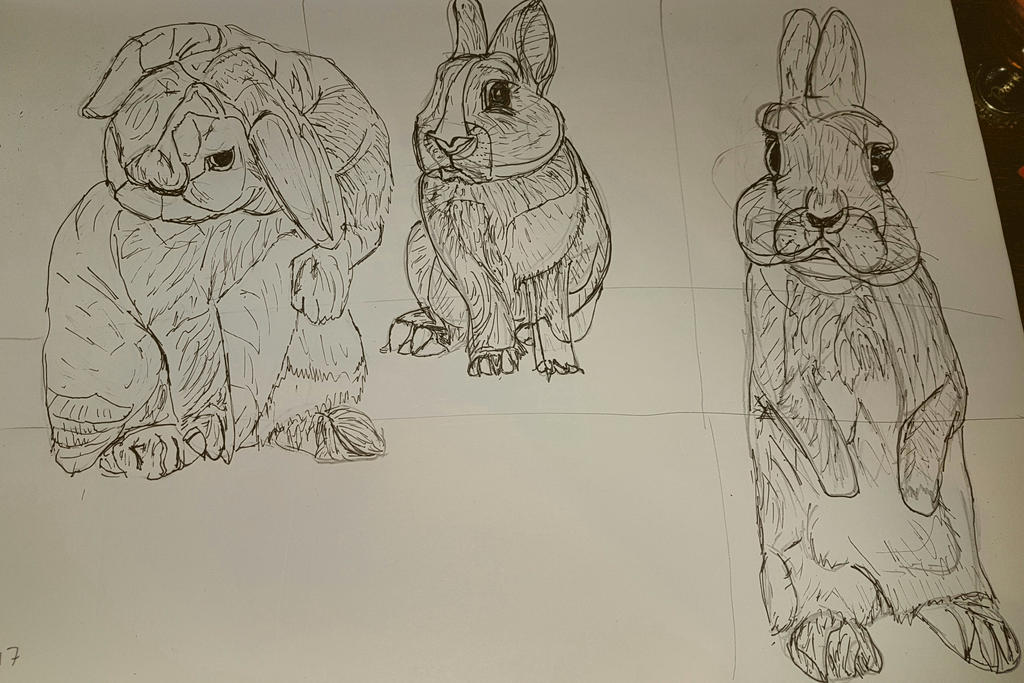 3. Sketch Rabbit Rabbit Sketch 3 by RoastedRadish on DeviantArt