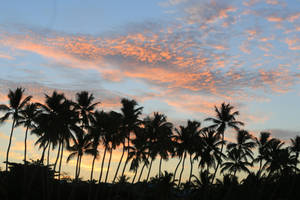 Palm trees in the sky