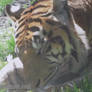 Sleeping Tiger