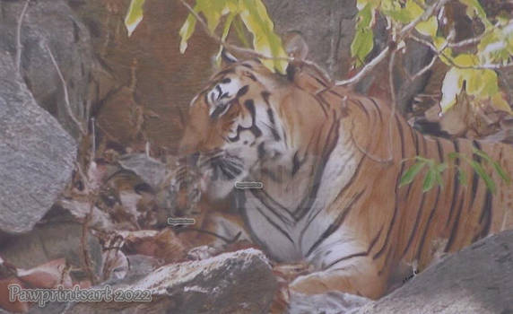Tigress And Cub