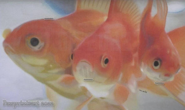Goldfish Trio