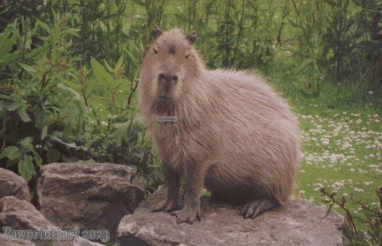 Capybara