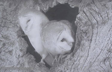 Barn Owls