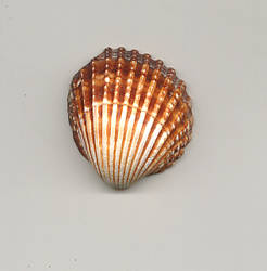 Shell I