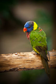 Rainbow Lory