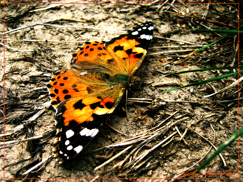 Butterfly