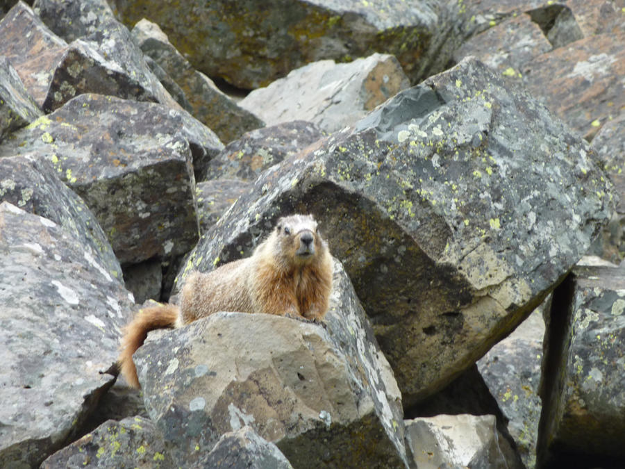 MARMOT IS WATCHING YOU