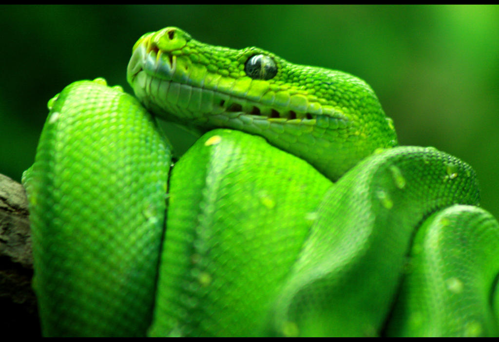 Green Tree Python by Kaalii on DeviantArt