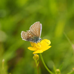 Blue Butterfly on a Buttercup I