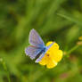 Blue Butterfly on a Buttercup II