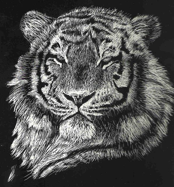 Tiger by Cul2Lz Tiger by Cul2Lz