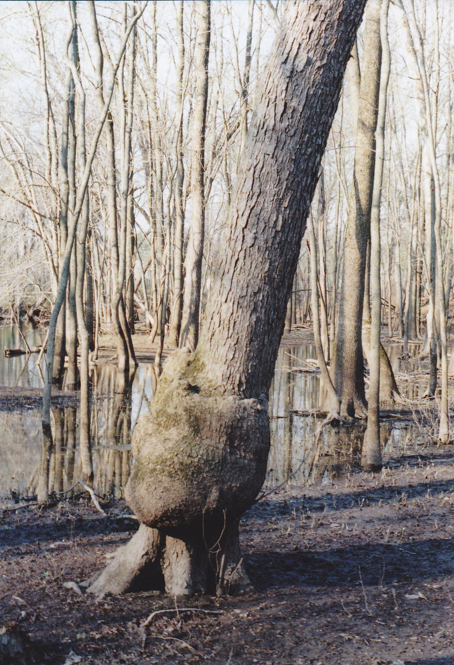 tumor tree