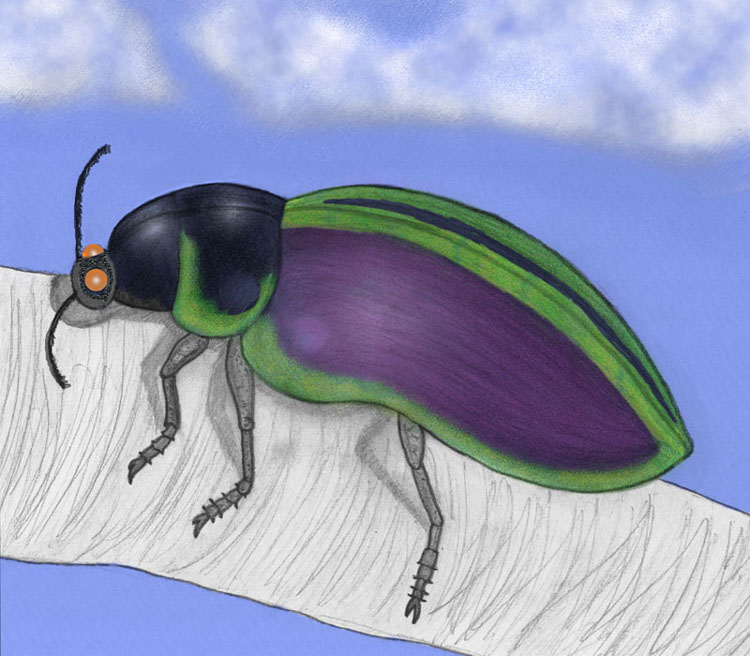 Skeeter Beetle Color