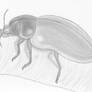 Skeeter Beetle Pencil