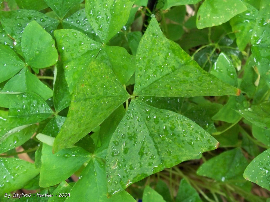 Shamrocks, need I say more...?