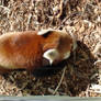 Red Panda Tarronga