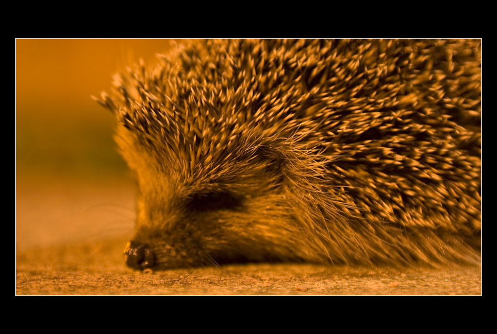 Do Hedgehogs sleep ?