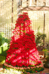 Poinsettia Tree