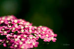 Cute in the Color Pink by Annetteks