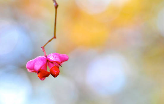 Fall Tree Flower 'cover'