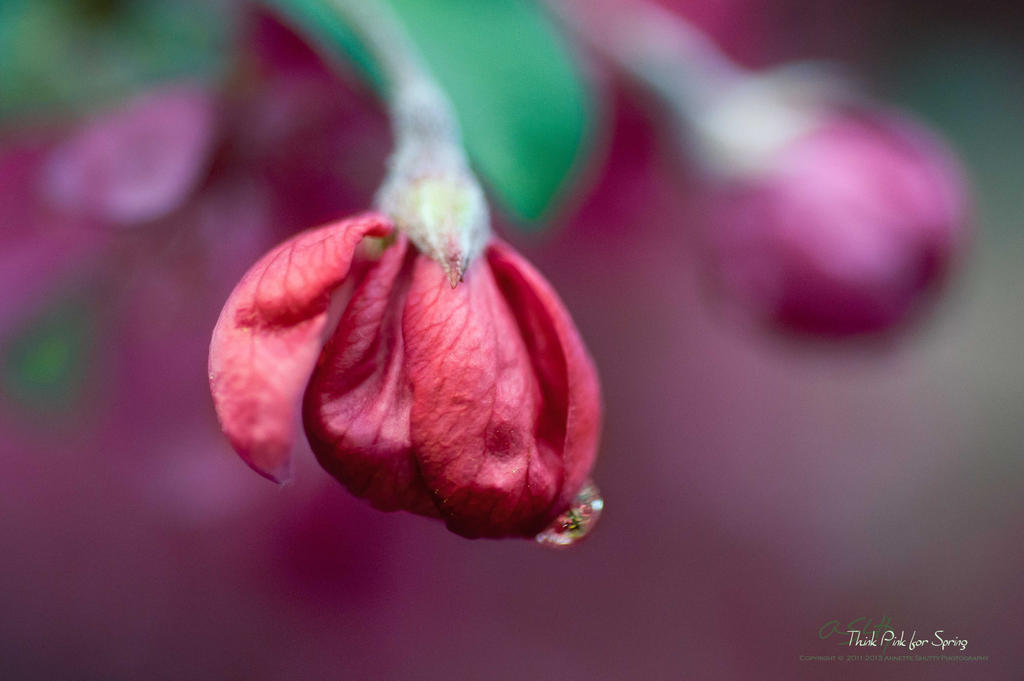 Think-pink-for-spring