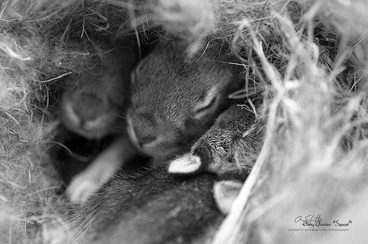 Baby-Bunnies *Squeal*