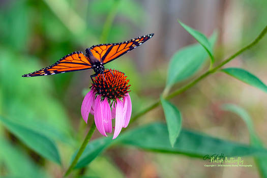 Native Butterfly