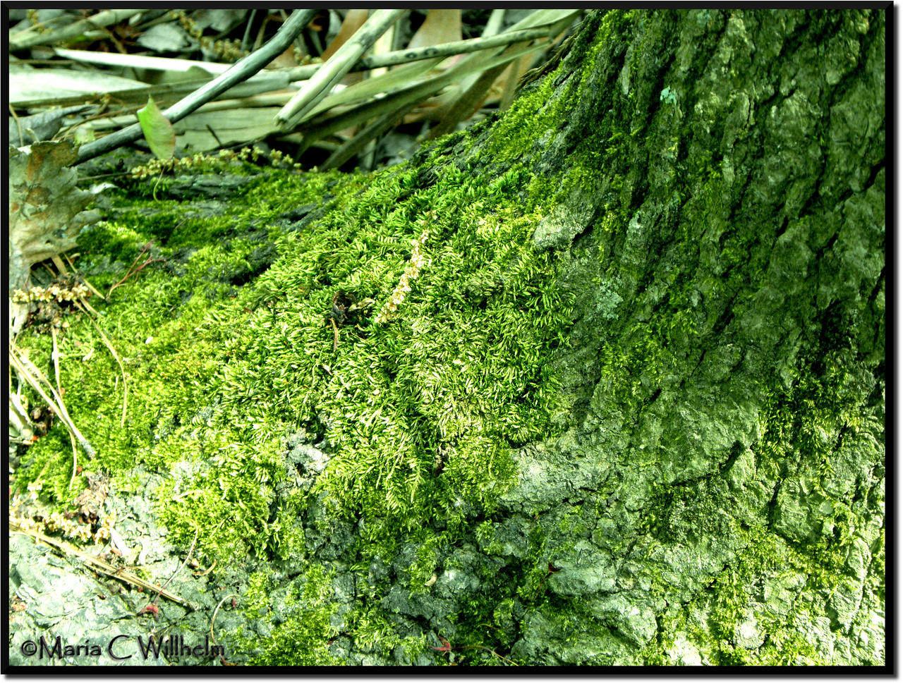 Moss Blanket