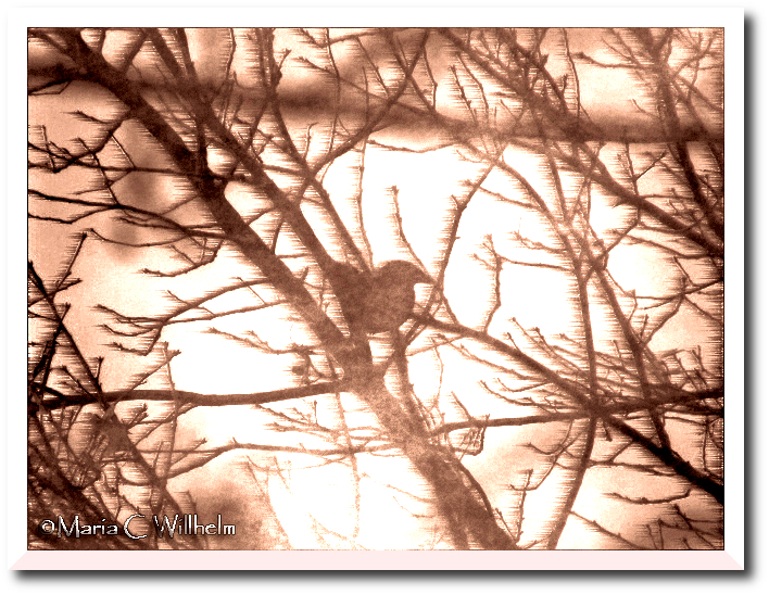 Sparrow Sepia Blur