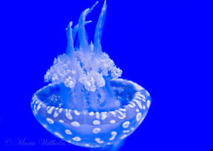 Bottoms Up-Jelly fish by MariaWillhelm Bottoms Up-Jelly fish by MariaWillhelm
