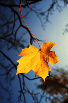 Autumn leaf